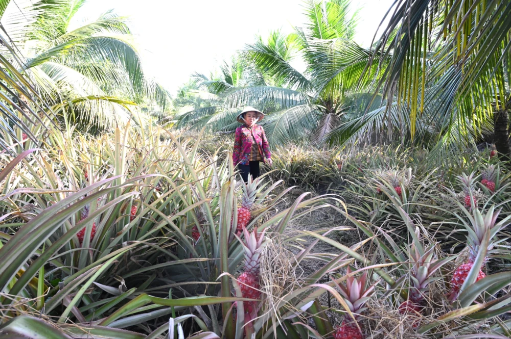 trồng khóm son.jpg