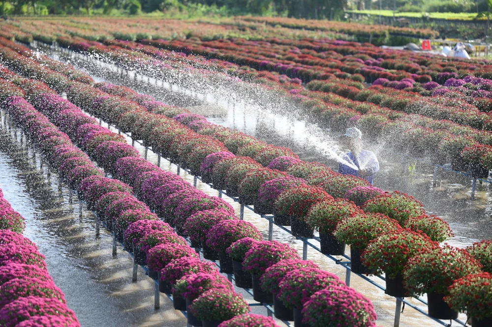 Làng hoa Sa Đéc_14.jpg