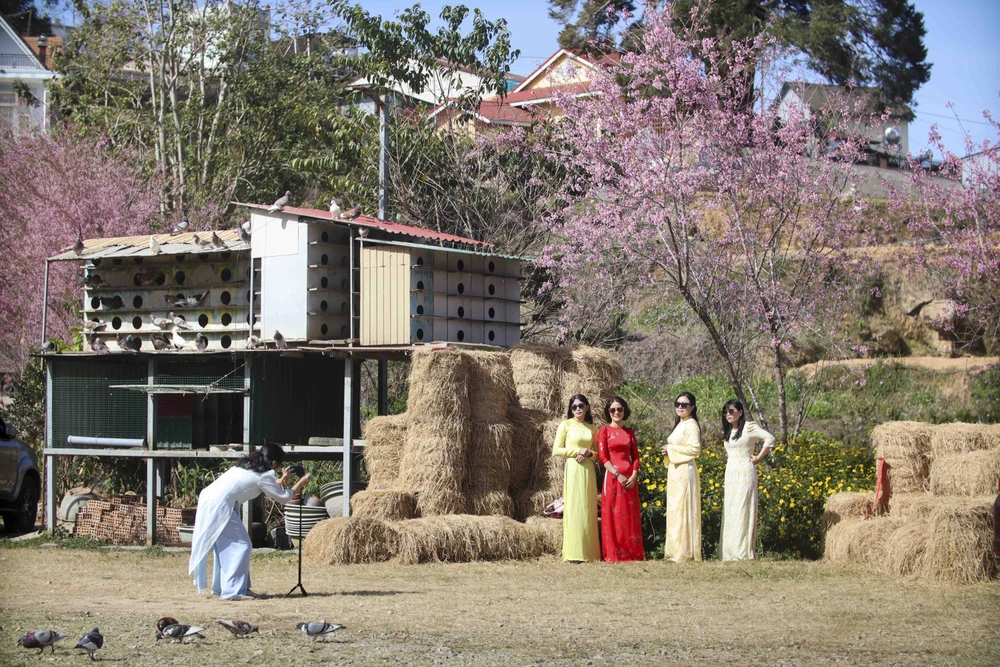 hoa mai anh đào_10.JPG