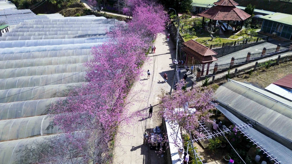 hoa mai anh đào_13.JPG