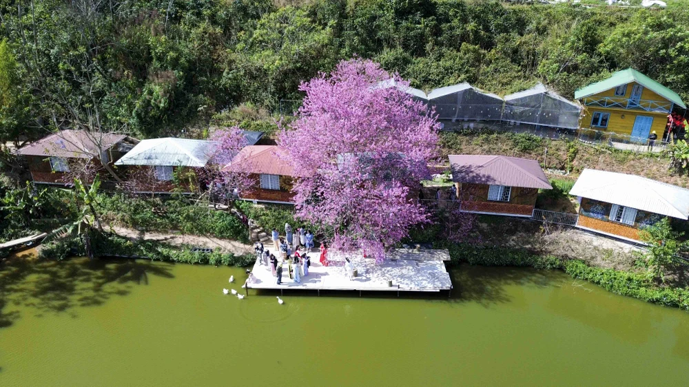 hoa mai anh đào.JPG