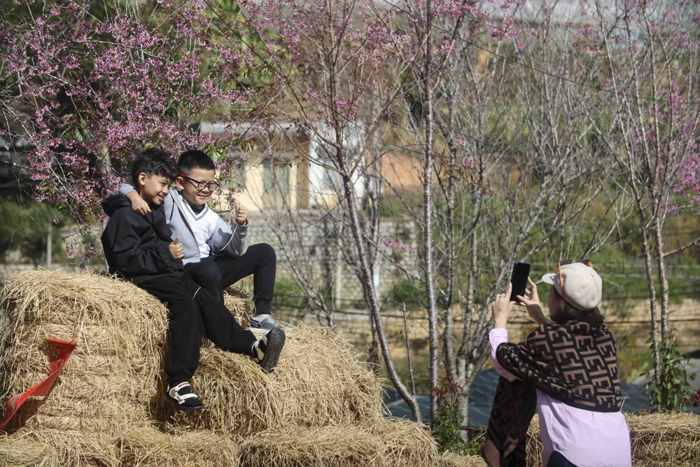 hoa mai anh đào_3.JPG