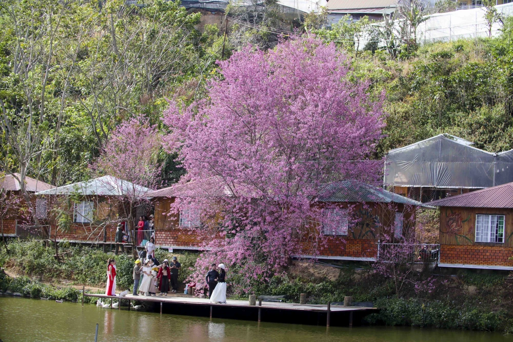 hoa mai anh đào_4.JPG