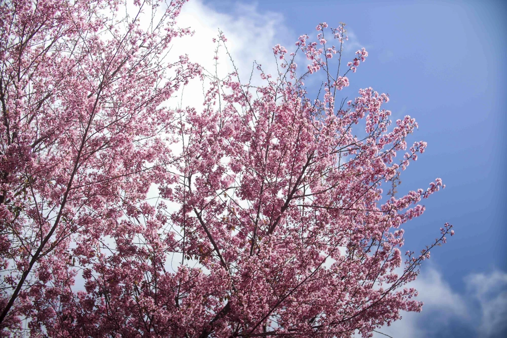 hoa mai anh đào_5.JPG