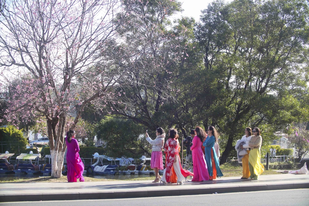 hoa mai anh đào_8.JPG