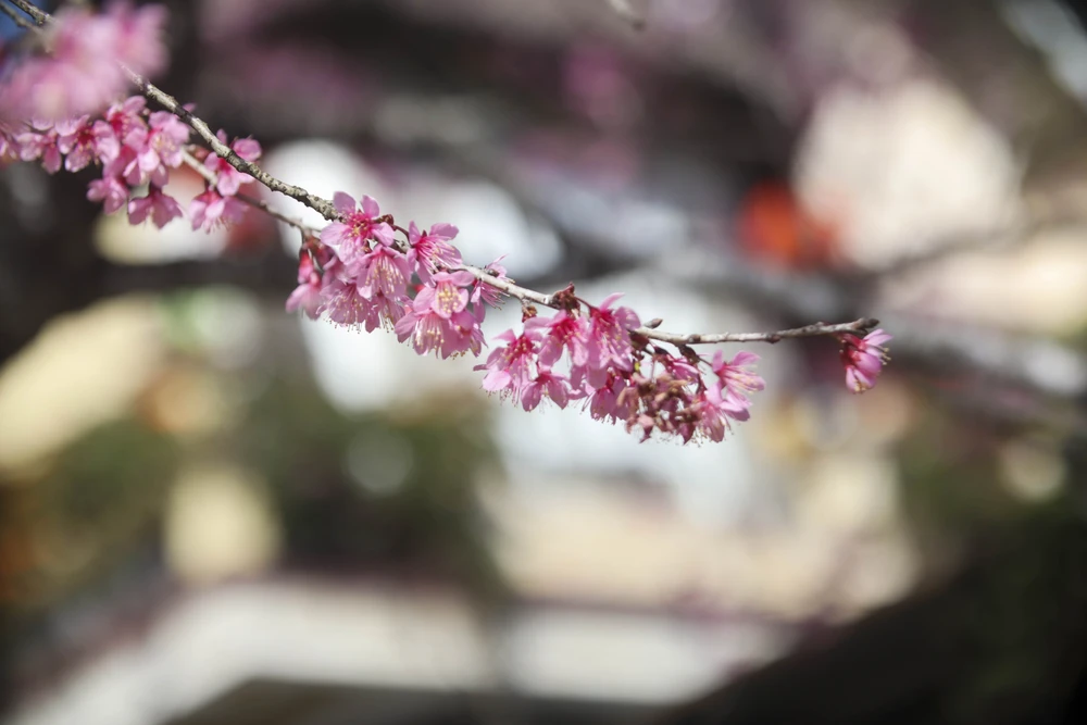 hoa mai anh đào_9.JPG