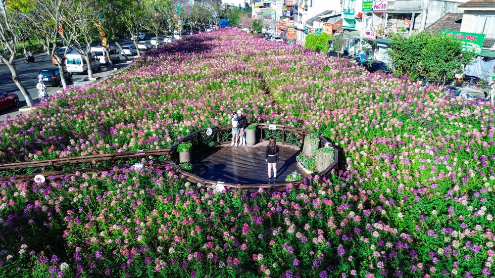 hoa túy điệp_1.jpg