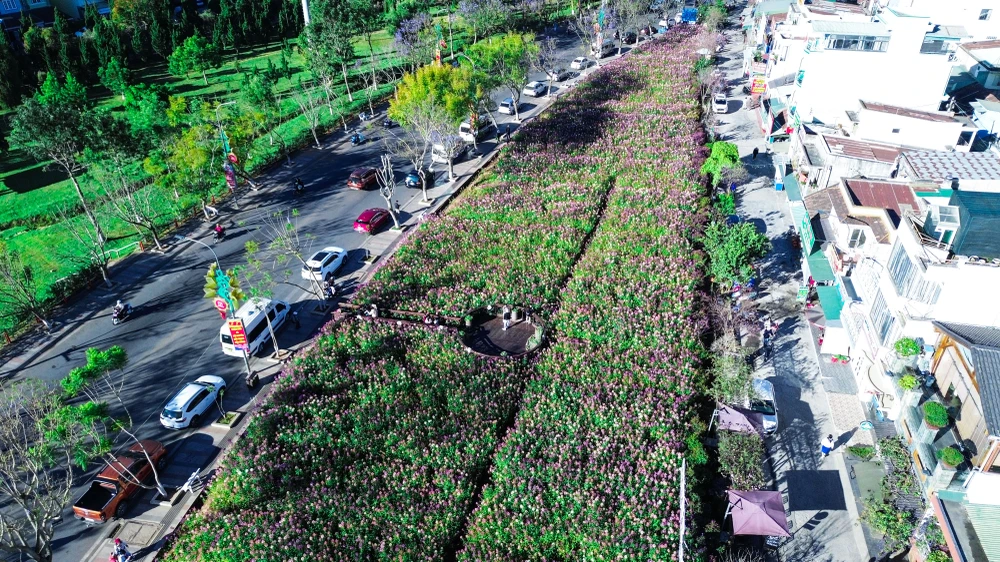 hoa túy điệp_10.jpg