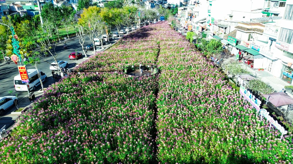 hoa túy điệp_11.jpg