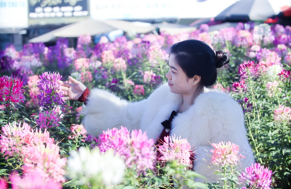 hoa túy điệp_13.jpg