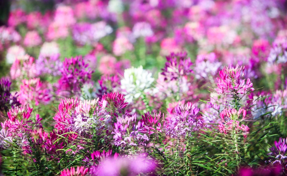 hoa túy điệp_17.jpg