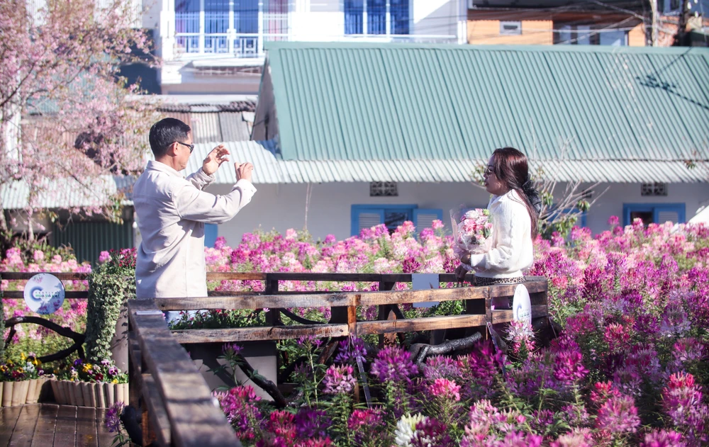 hoa túy điệp_18.jpg