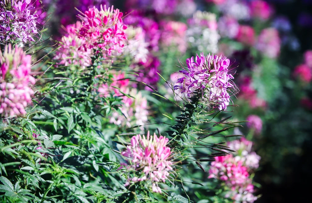 hoa túy điệp_20.jpg