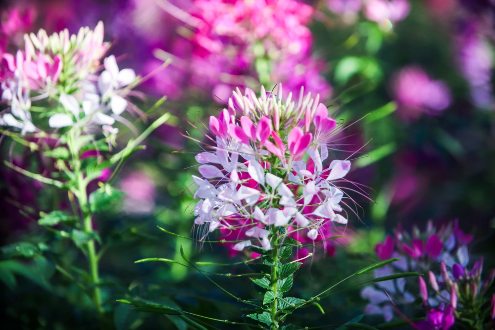 hoa túy điệp_21.jpg