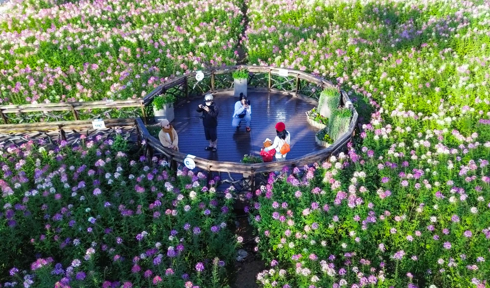 hoa túy điệp.jpg