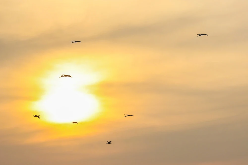 Đồng Tháp Mười (13).jpg