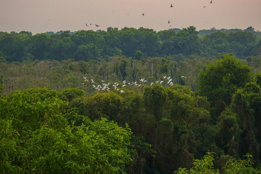 Đồng Tháp Mười (52).jpg