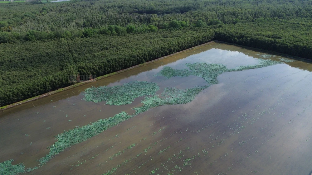 Làng nổi Tân Lập (1).JPG