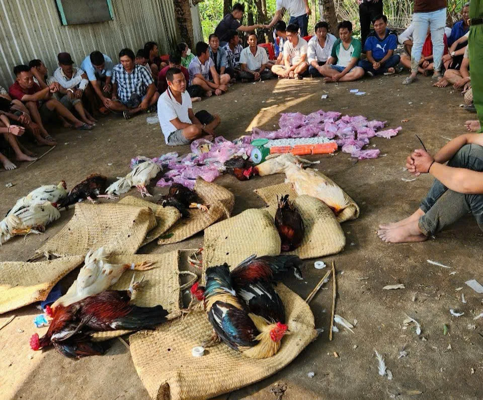 triệt phá ổ đá gà 1.jpg