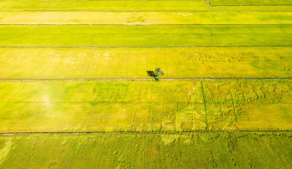 cánh đồng lúa (10).jpg