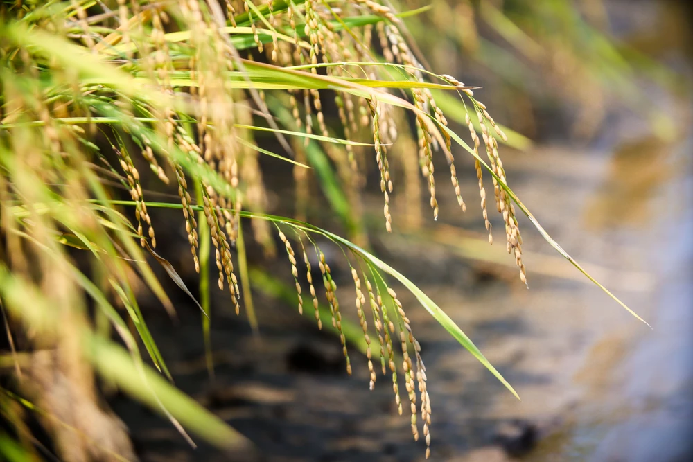 cánh đồng lúa (12).jpg