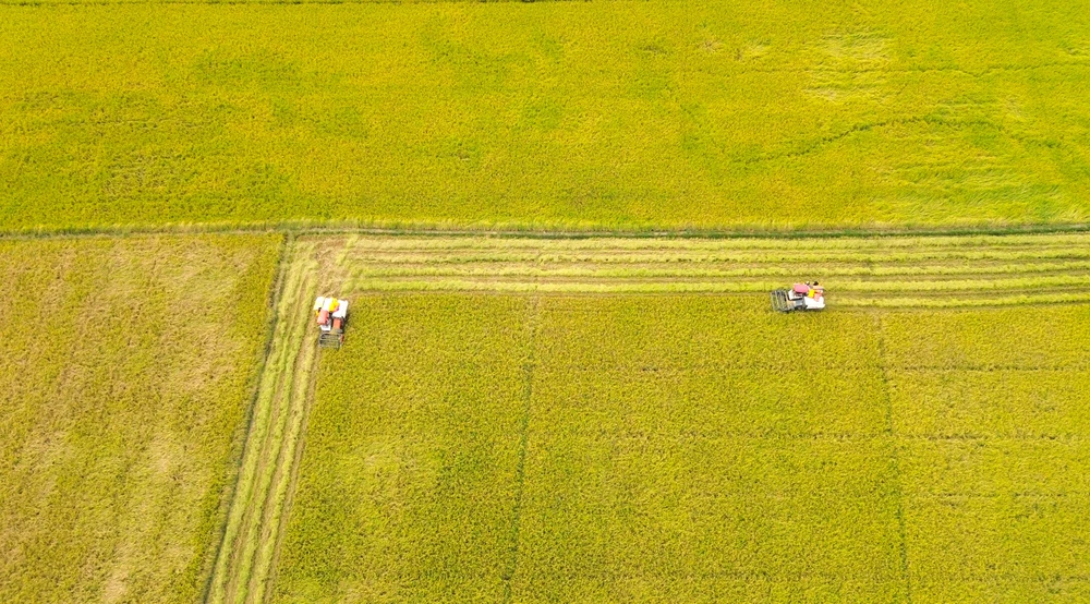 cánh đồng lúa 17.JPG