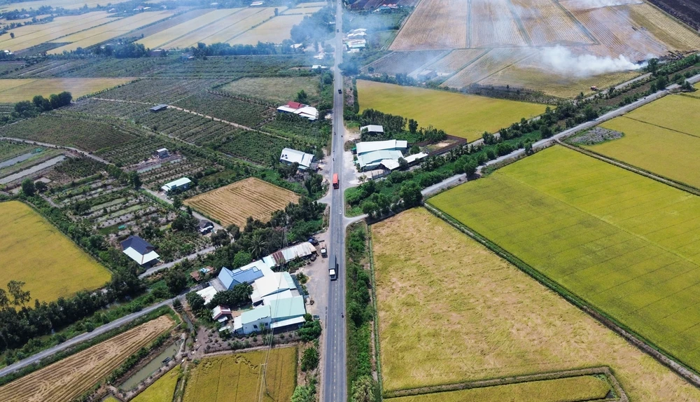 cánh đồng lúa (3).jpg