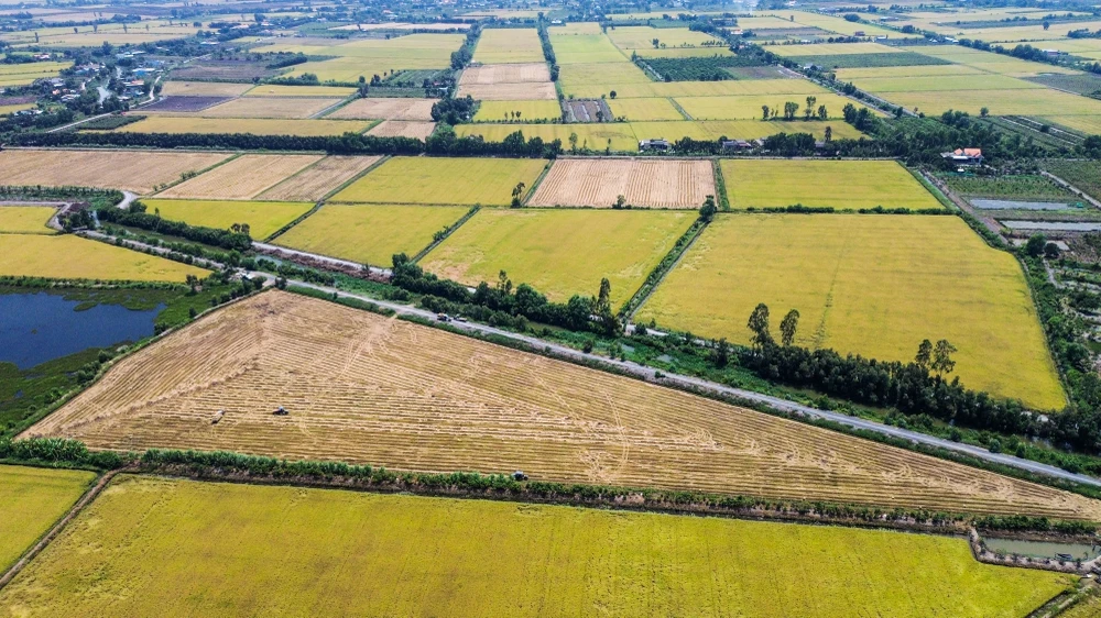 cánh đồng lúa (4).jpg