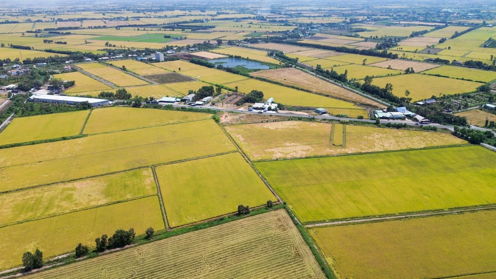 cánh đồng lúa (6).jpg