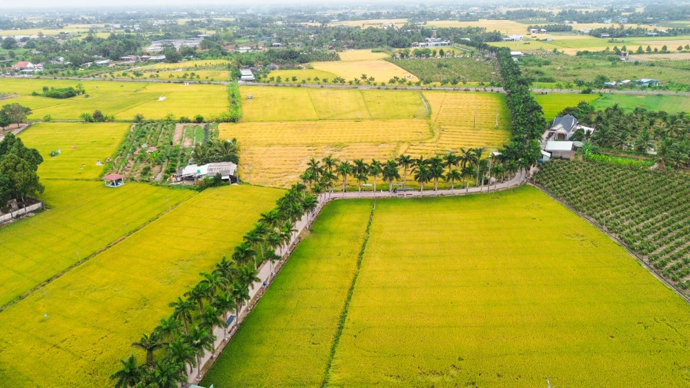 hàng cau vua Long An (1).jpg