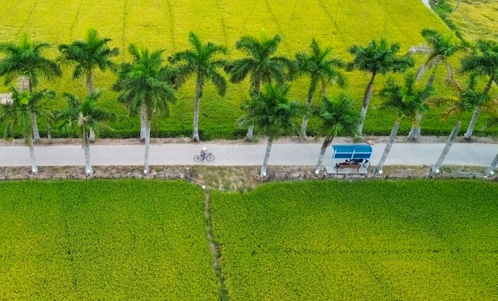 hàng cau vua Long An (10).jpg