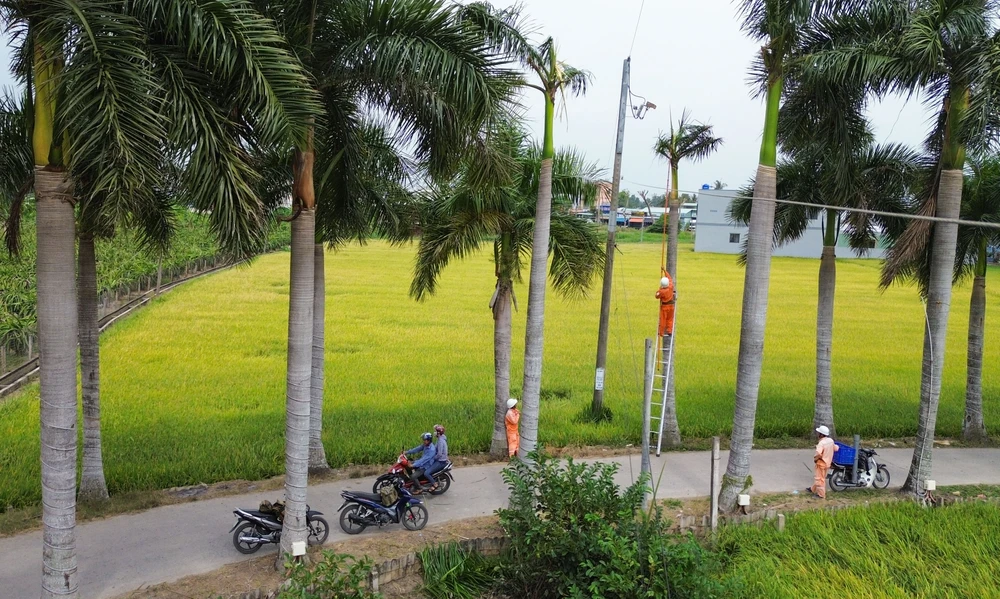 hàng cau vua Long An (12).jpg