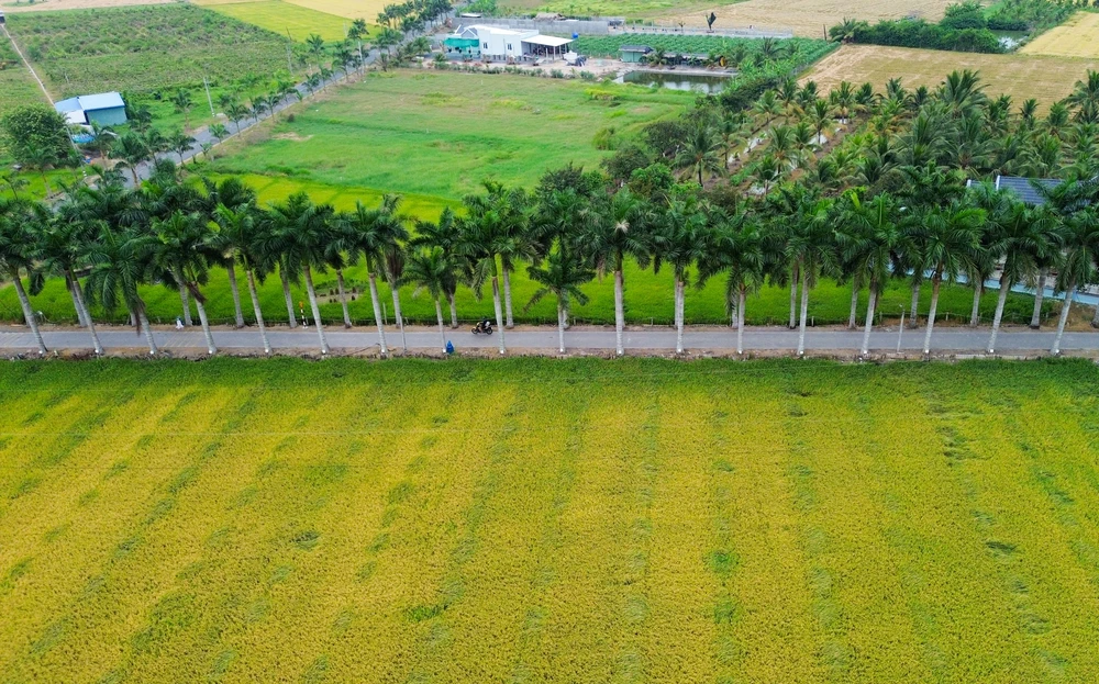 hàng cau vua Long An (14).jpg