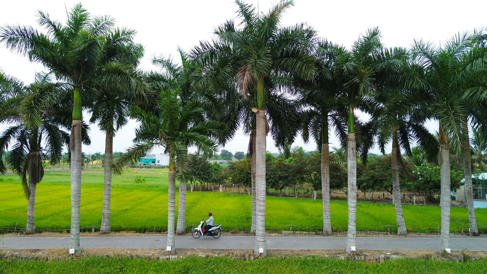 hàng cau vua Long An (15).jpg