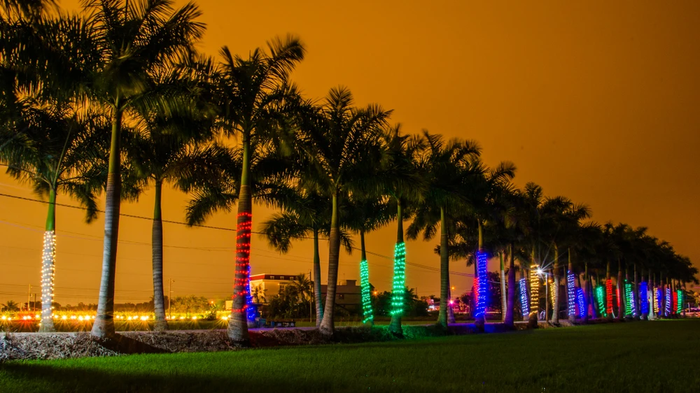 hàng cau vua Long An 15.jpg