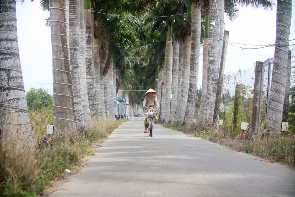 hàng cau vua Long An (18).jpg