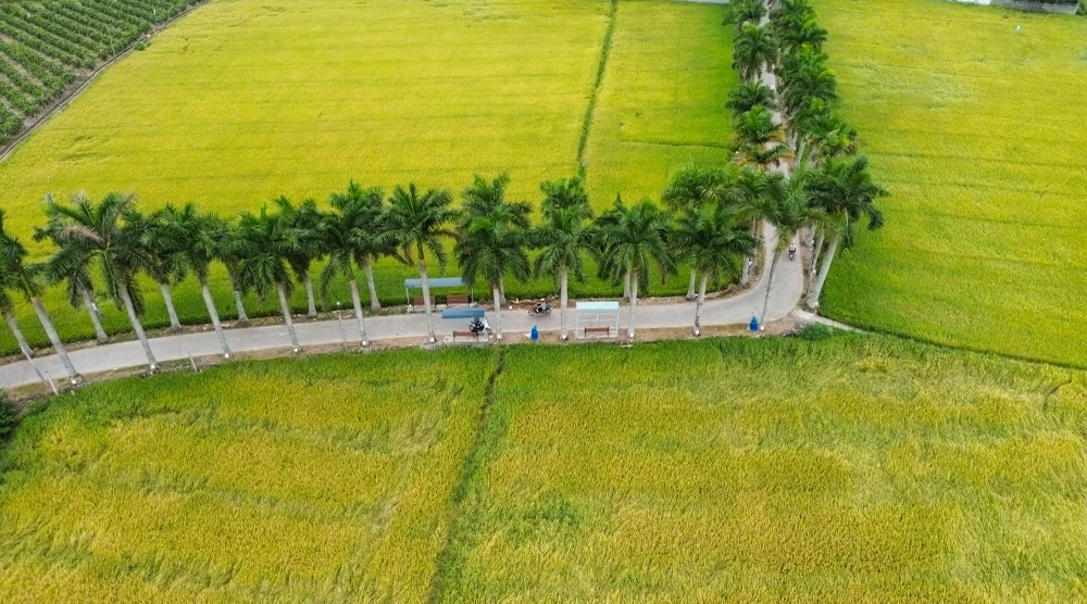 hàng cau vua Long An (4).jpg