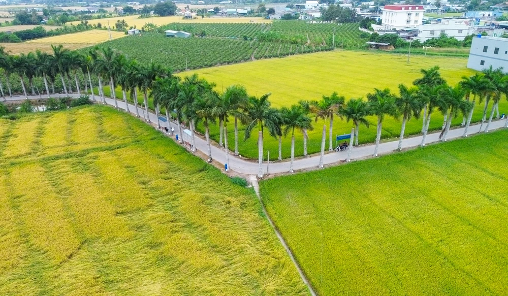 hàng cau vua Long An (7).jpg