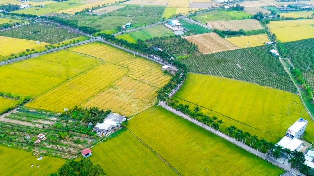 hàng cau vua Long An.jpg