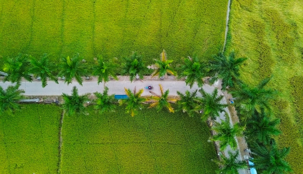 hàng cau vua Long An (9).jpg