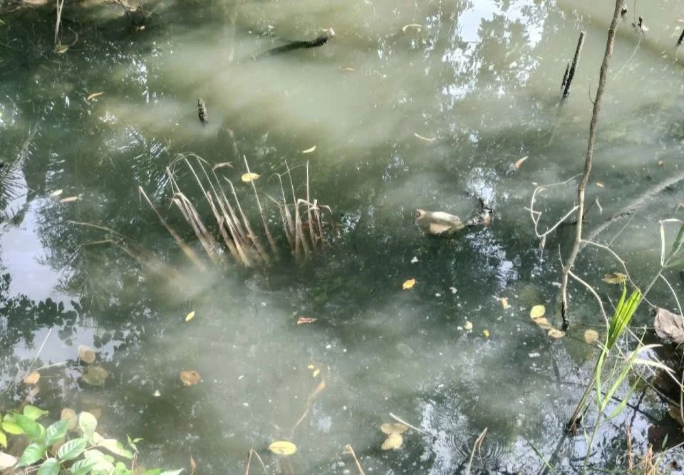 155 triệu đồng.jpg