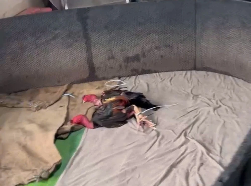 triệt phá ổ đá gà.jpg