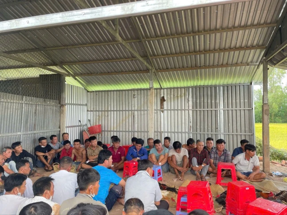 trường gà quy mô lớn.jpg