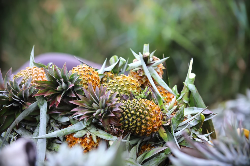 thu hoạch khóm 1.JPG