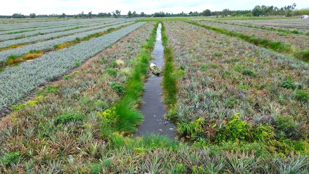 thu hoạch khóm 11.JPG