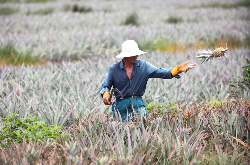 thu hoạch khóm 15.JPG