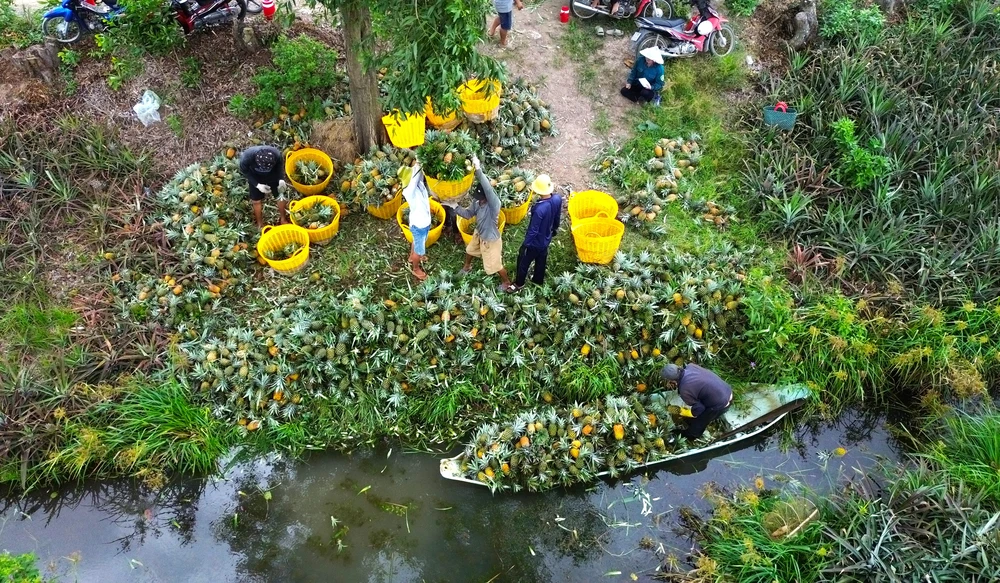 thu hoạch khóm 14.JPG