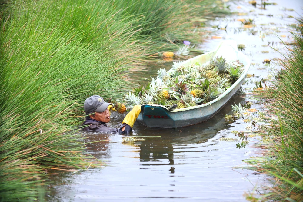 thu hoạch khóm 16.JPG