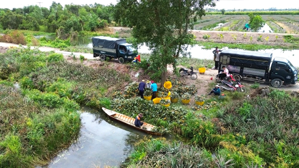 thu hoạch khóm 18.JPG