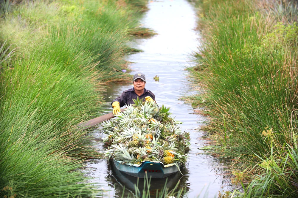thu hoạch khóm 3.JPG